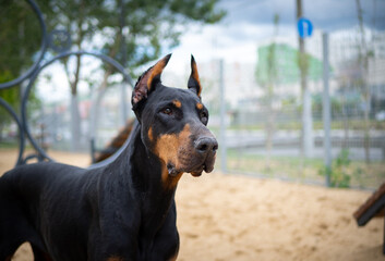 Portrait of a Doberman.