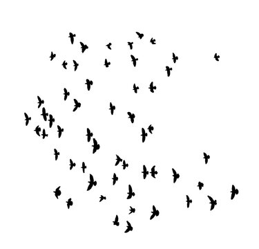 png flock of birds silhouette isolated on transparent clear background	