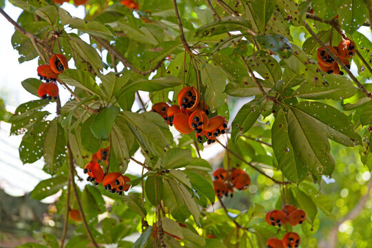 Fruits of the peanut tree