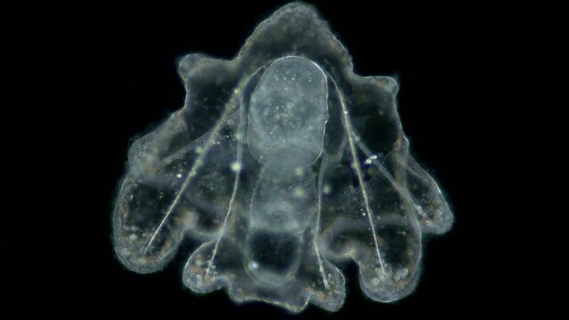 Larva sea urchin Strongylocentrotus pallidus under microscope, phylum Echinodermata. Arm pluteus stagee. White sea