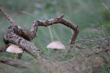 the mushrooms are sitting on a tree branch near the grass