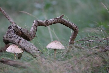 Obraz premium the mushrooms are sitting on a tree branch near the grass