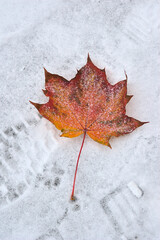 a red maple leaf on a snow-covered walkway