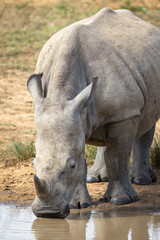 Fototapeta premium A White Rhino drinking at a waterhole in a game reserve in Africa
