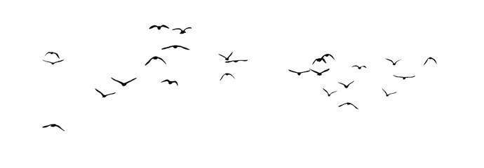 png flock of birds silhouette isolated on transparent clear background	 - obrazy, fototapety, plakaty