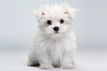 Photo of a playful maltese puppy on a spotless white surface. Generative AI - obrazy, fototapety, plakaty