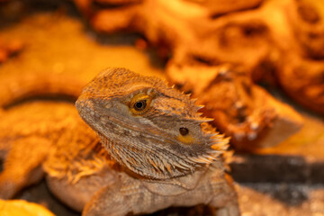Female breaded dragon under heat lamp in cage
