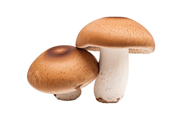 Porcini Mushroom 