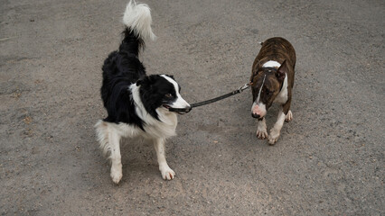 Naklejka na ściany i meble A border collie leads a bull terrier by the leash. One dog walking another. 