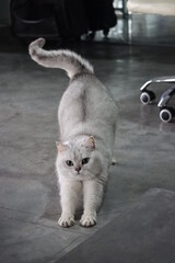 Fototapeta premium Pussycat Diary