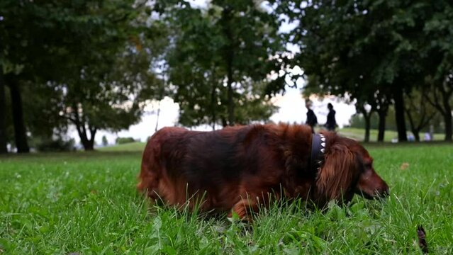 Red longhaired dachshund dog walking on green grass an sniffing in autumn park video, beautiful fluffy wiener dog outdoor on fresh air and frone flying by