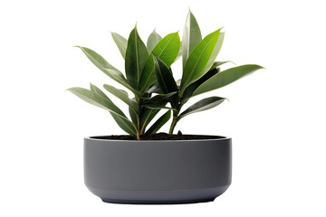 Elegant Potted Plant in Decorative Planter Isolated on Transparent Background