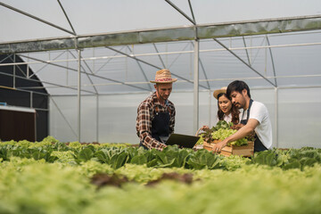 gardening farmer couple and gardener happily working on hydroponic vegetable farm. Attractive young farmer man and woman are harvesting green acorns and boxed lettuce together at green farm.