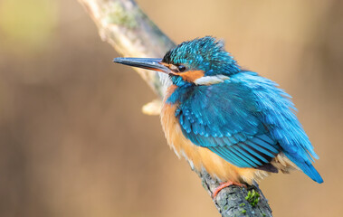 Common kingfisher, Alcedo atthis. Early in the morning, a bird sits on a branch