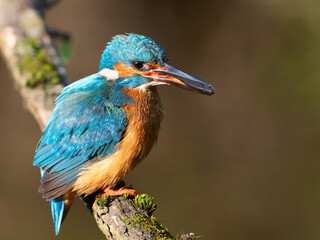 Common kingfisher, Alcedo atthis. A bird sits on a beautiful branch with prey in its beak