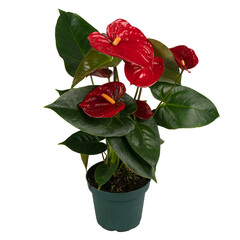 antorium in a plastic flower pot