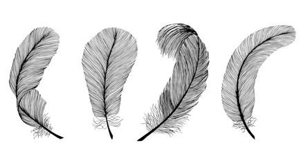 Black fluffy feathers. Hand drawn vintage art realistic pen feathers detailed isolated vector elegant silhouette sketch bird, engraving style. - obrazy, fototapety, plakaty