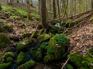 Fototapeta premium Landschaft im NSG Weilersbachtal im Naturpark Steigerwald, Gemeinde Rauhenebrach, Landkreis Haßberge, Landkreis Schweinfurt, Unterfranken, Franken, Deutschland