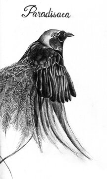 Paradisea, illustrazione in bianco e nero isolata su sfondo bianco