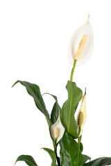 Spathiphyllum Peace Lily detail1