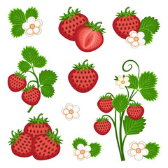 Vector illustration of strawberries, berry compositions, plant, flower, collection of decorative elements.