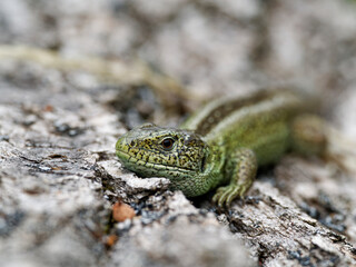 Zauneidechse, Lacerta agilis