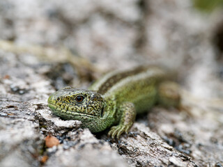 Zauneidechse, Lacerta agilis