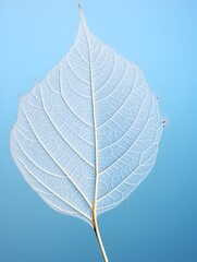 Obraz premium Ethereal Representation of a Skeletonized White Leaf against a Dreamy Light Blue Sky with Distant Bokeh Stars