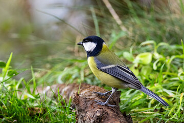 Kohlmeise (Parus major) auf Ast bei der Futtersuche im naturnahen Garten