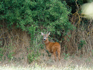 Rehwild, Capreolus capreolus, in der Feldflur