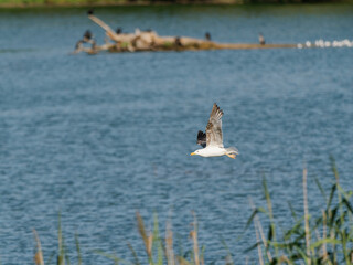 Mittelmeermöwe, Larus michahellis
