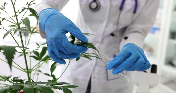 Marijuana extract in vitro and scientist studying medical cannabis. Qualitative and quantitative analysis of cannabis products