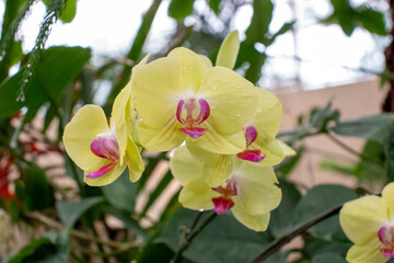 Bright Yellow and pink Orchids up close