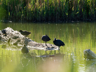 Blässhuhn, Fulica atra