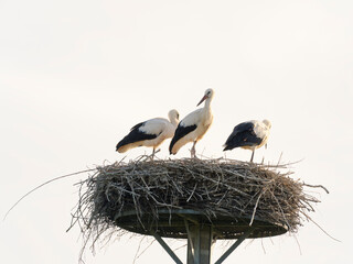Weissstorch, Ciconia ciconia