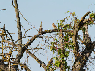 Neuntöter, Lanius collurio