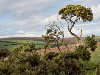 Autumn landscape on Exmoor, England, with gorse.