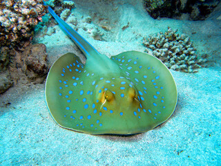 Ray fish in the coral reef
