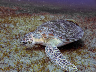 Obraz premium Turtle underwater in the red sea