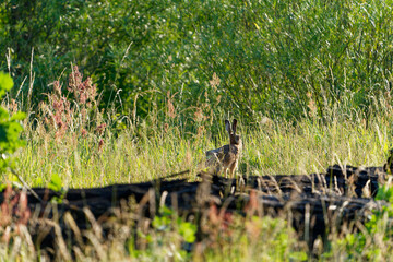 Feldhase, Lepus europaeus
