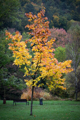 Park in autumn