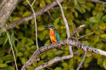Kingfisher (Alcedo atthis)