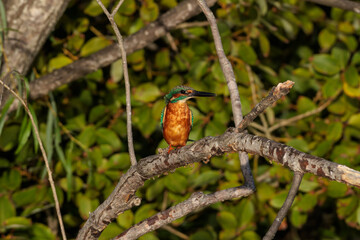 Kingfisher (Alcedo atthis)