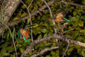 Kingfisher (Alcedo atthis)
