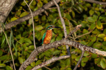 Kingfisher (Alcedo atthis)