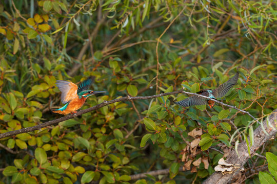 Kingfisher (Alcedo atthis)