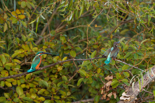 Kingfisher (Alcedo atthis)
