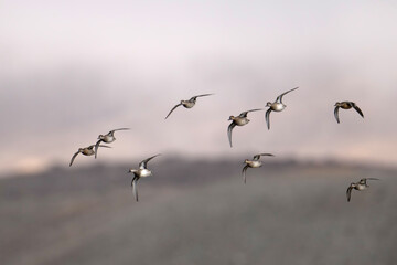 Flock of Ducks Flying