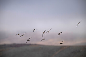 Flock of Ducks Flying