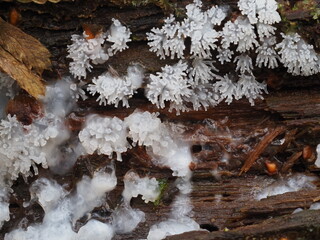 Ceratiomyxa fruticulosa aka Coral slime mould growing on mossy, damp log. Devon, UK.